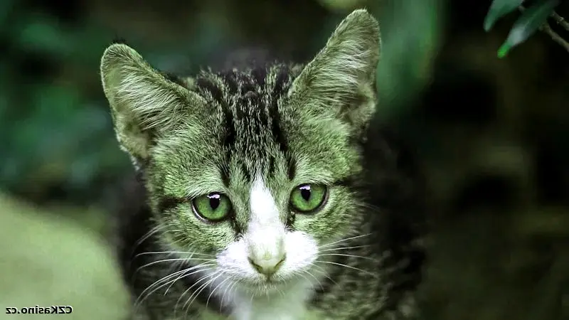 Aviator crash hra Spribe