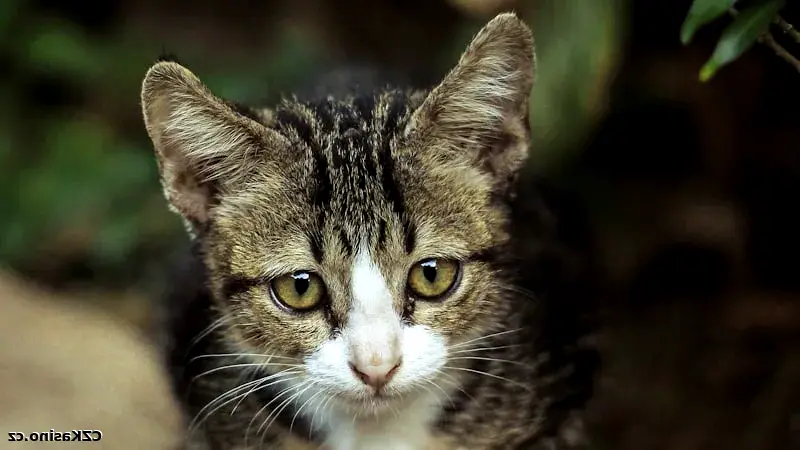 Česká licence pro online kasina