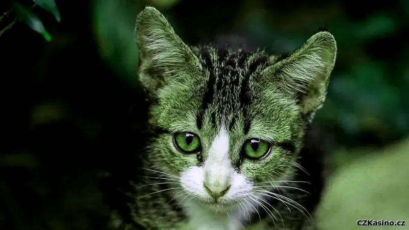 Podvodné online kasino varovné signály