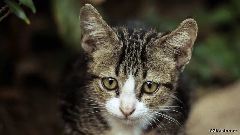 Herni automat s mnoha valci