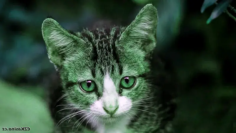 Pokerová strategie startovní ruce