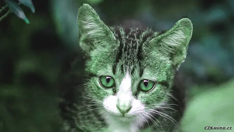 Práva hráčů online kasin